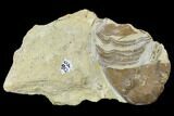 Homotelus Trilobite - Bromide Formation, Oklahoma #114507-4